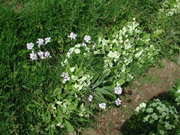 Primroses on a bank