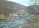 Exmoor and ponies