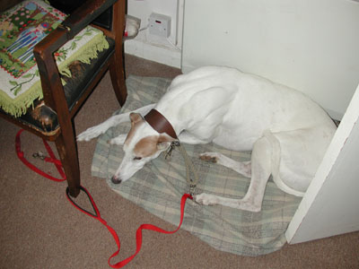 dog