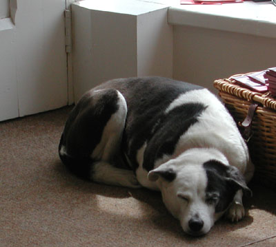 dog