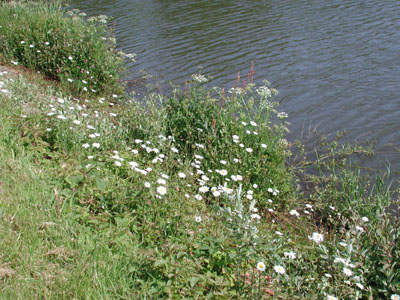 Daisies