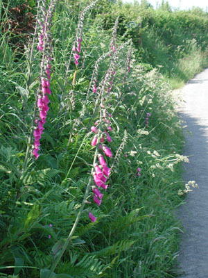 Foxgloves