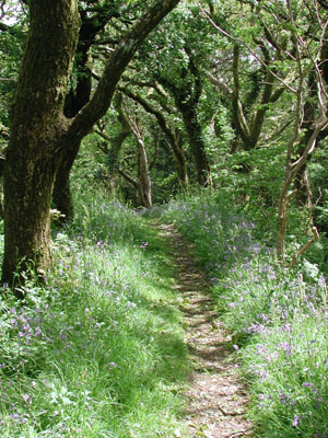 bluebells on the cliff path