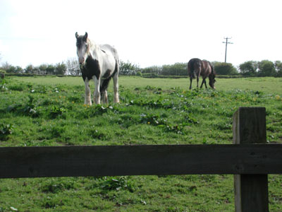 rose`s horses