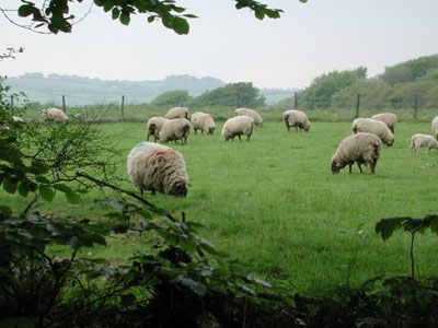 sheep grazing