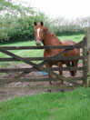 A horse came to say hello