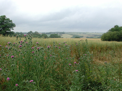 cornfield