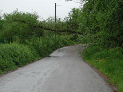 tree across the road