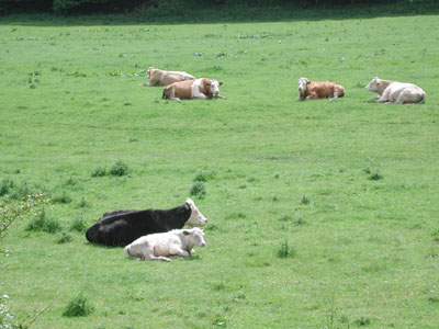 cow and calf