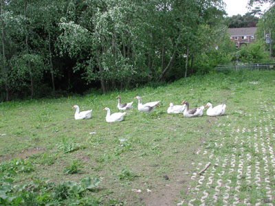 geese