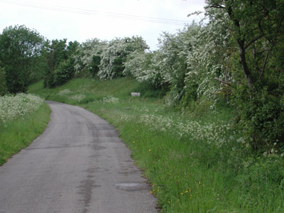 may blossom