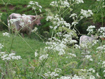 Cow and calf