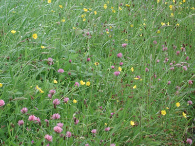 flowers on bank