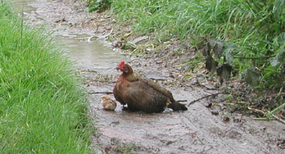 Hen with chicks