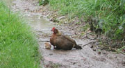 hen and chicks near quince Hill