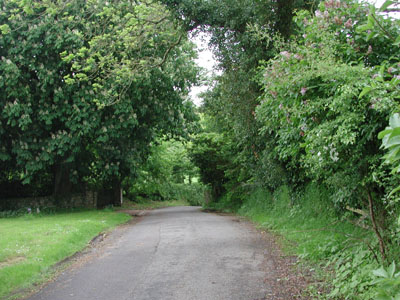 Horse chestnut