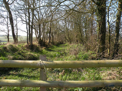 Ancient track