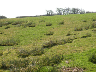 The turbine field