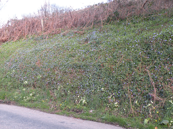 Periwinkles and primroses