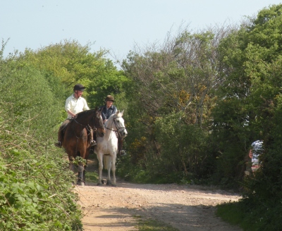 horses and riders