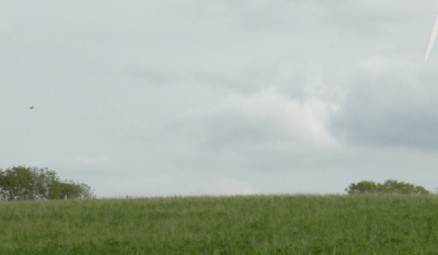 Close up of bird flying