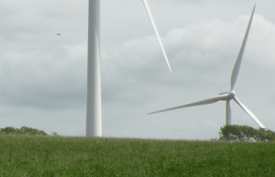 Bird flying past turbine blade