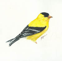 Goldfinch