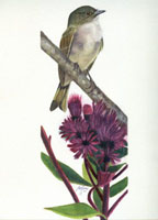 Eastern Phoebe on Ironweed